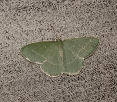 Chlorissa viridata