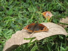 Lepidoptera
