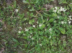 Trifolium repens