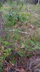 Philotheca buxifolia