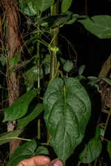 Gonolobus stenosepalus