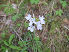 Cardamine trifida