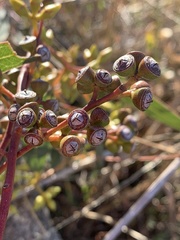 Eucalyptus blakelyi