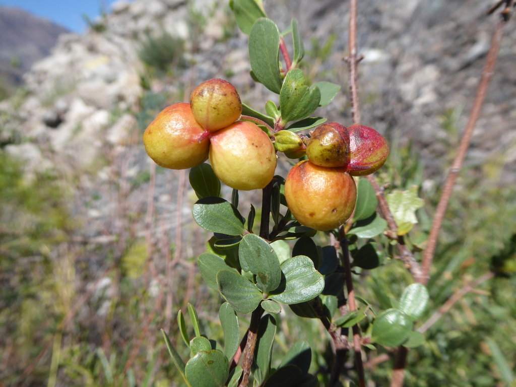 Guindilia trinervis