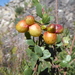 Guindilla - Photo (c) danplant, algunos derechos reservados (CC BY-NC), subido por danplant