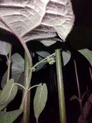 Gonolobus stenosepalus