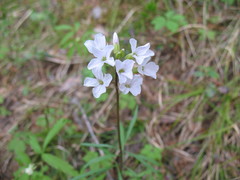 Cardamine trifida