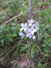 Cardamine trifida