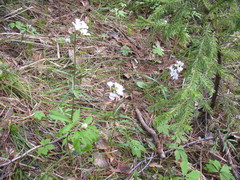 Cardamine trifida