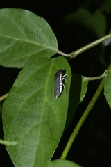 Pseudophera