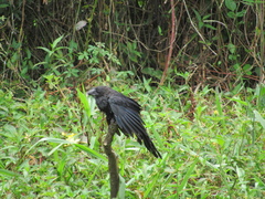 Crotophaga ani