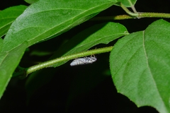 Pseudophera