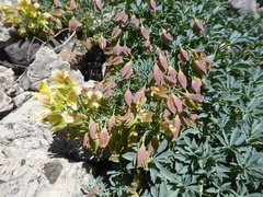 Tropaeolum polyphyllum