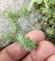 Ceratocephala testiculata