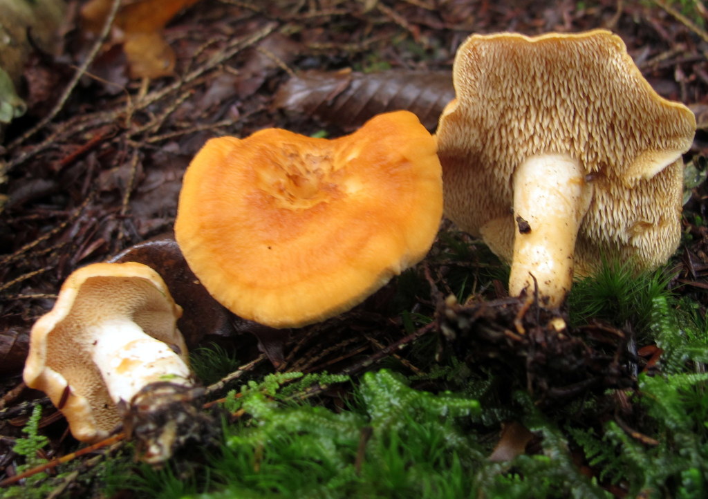 Hydnum subg. Rufescentia
