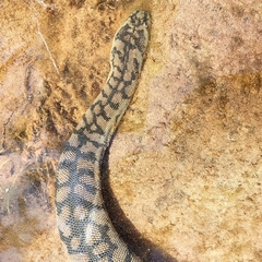 Acrochordus arafurae