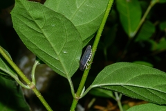 Pseudophera
