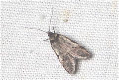 Sclerocris cremnodes