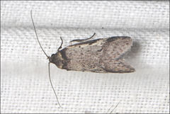 Sclerocris cremnodes