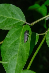 Pseudophera