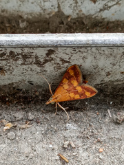 Pyrausta phoenicealis