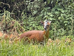 Cephalophorus nigrifrons