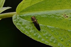 Endelus collaris kerremansi