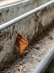 Pyrausta phoenicealis