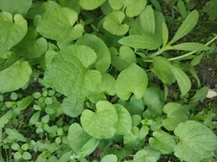 Viola odorata