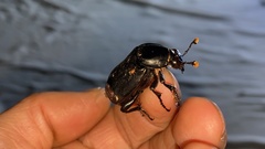 Nicrophorus concolor
