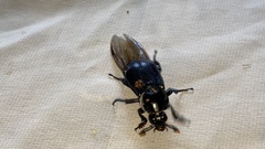 Nicrophorus concolor