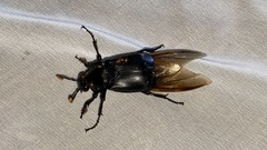 Nicrophorus concolor