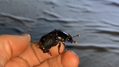 Nicrophorus concolor