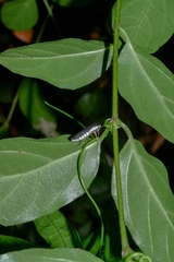 Pseudophera