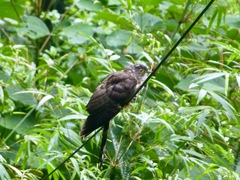 Hierococcyx sparverioides