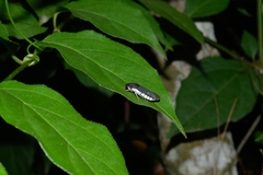Pseudophera