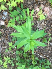 Lilium columbianum