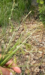 Carex arnellii