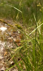 Carex arnellii