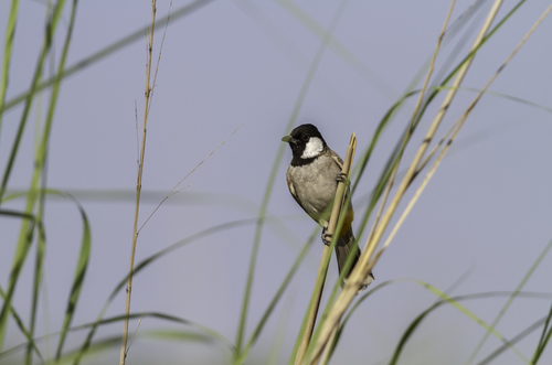 White-eared Bulbul