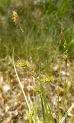 Carex arnellii