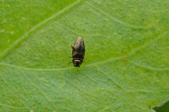 Endelus sauteri