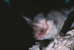 Gould's Long-Eared Bat photo 2