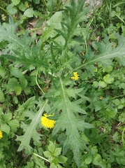 Cirsium vulgare
