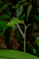 Geometridae