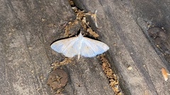 Palpita nigropunctalis