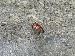 Chiromantes haematocheir