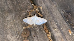 Palpita nigropunctalis