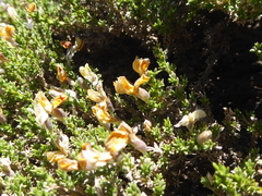 Anarthrophyllum andicolum