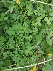 Trifolium repens